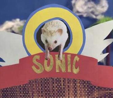 ぜんぜん足速くない 手作り感あふれる リアルハリネズミさんの ソニック ザ ヘッジホッグ 動画がカワイイ そうさめも